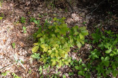 Ormanda birçok meşe filizleri var. Azerbaycan.