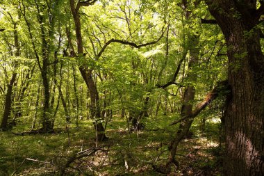 Güzel yeşil bahar ormanı. Khizi. Azerbaycan.