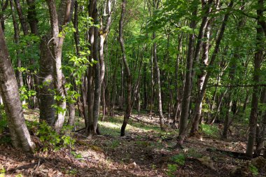 Güzel yeşil bahar ormanı. Khizi. Azerbaycan.