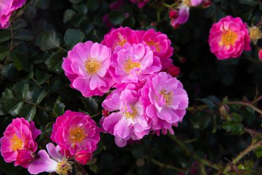 Bahçede güzel kırmızı çay gülleri.