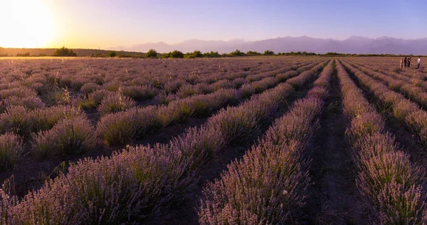 People walk in the rows of lavender at sunset. Gabala. Azerbaijan.