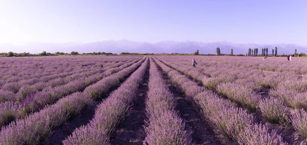 People walk in the rows of lavender at sunset. Gabala. Azerbaijan.