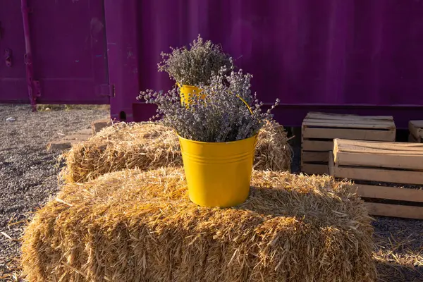 Lavender flowers are in buckets on hay.