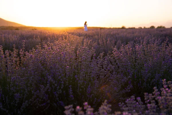 Lavender at sunset with a silhouette of a girl. Gabala. Azerbaijan.