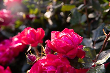 Güzel kırmızı güller yağmur damlalarında.