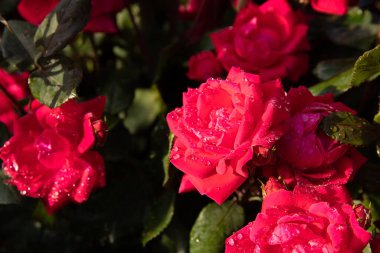 Güzel kırmızı güller yağmur damlalarında.