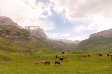 Kusar bölgesi. Azerbaycan. 05.17.2021. Güzel dağlarda inekler sürüsü.