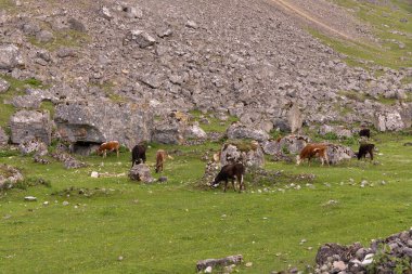  Güzel dağlarda sığır sürüsü. Kusar bölgesi. Azerbaycan.