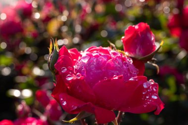 Güzel kırmızı güller yağmur damlalarında.