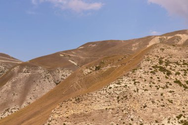 Dağlardan bir koyun sürüsü iniyor. Guba bölgesi. Azerbaycan.
