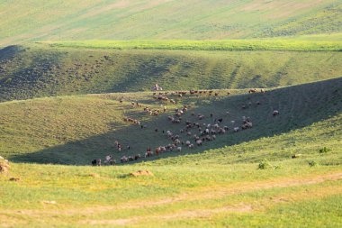 Yeşil dağlarda büyük bir koyun sürüsü. Shamakhi bölgesi. Azerbaycan.