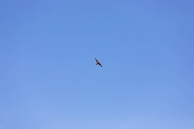 Kartal mavi gökyüzünde avlanır.