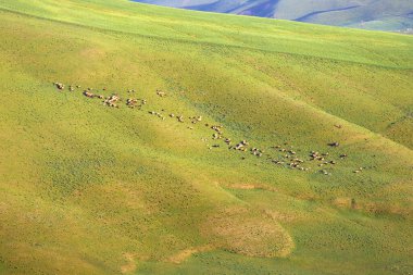 Yeşil dağlarda büyük bir koyun sürüsü. Shamakhi bölgesi. Azerbaycan.