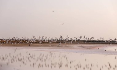 Bir martı sürüsü tuz gölünün üzerinde uçuyor. Neftchala. Azerbaycan.