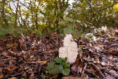 Sonbahar ormanında güzel beyaz mantarlar. Azerbaycan.