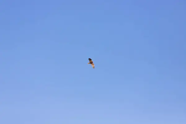 stock image The eagle hunts in the blue sky.