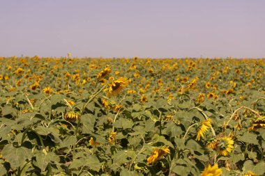 Tarlada çiçek açan ayçiçekleri. Ivanovka köyü. Azerbaycan.