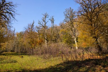 Sarı yapraklı güzel sonbahar ormanı. Azerbaycan.