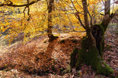 Arka planda sarı yapraklar olan sonbahar ormanı. Azerbaycan.