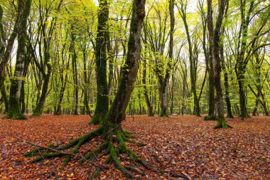 Sarı yapraklı güzel sonbahar ormanı. Azerbaycan.