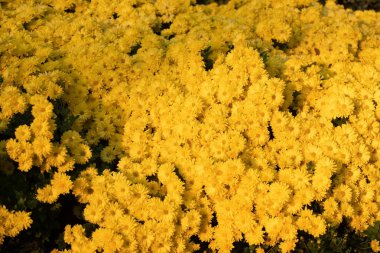 Parkta bir sürü sarı çiçek var. Azerbaycan.