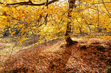 Sarı yapraklı güzel sonbahar ormanı. Azerbaycan.