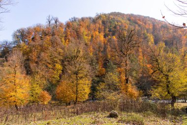 Sonbahar ormanındaki temiz dağ nehri. Azerbaycan.