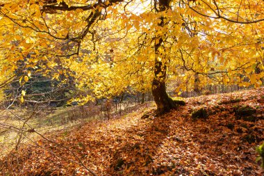 Sarı yapraklı güzel sonbahar ormanı. Azerbaycan.