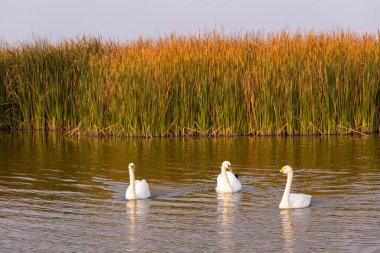 Gölde güzel beyaz kuğular. Ganja şehrinde gölü olan bir park. Azerbaycan.