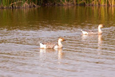 İki gri kaz gölde yüzüyor..