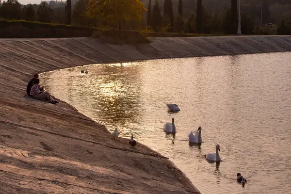 stock image Ganja city. Azerbaijan. 10.16.2021. People rest with white swans on the lake.