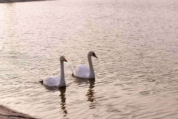 stock image Two beautiful white swans on the lake. Park with a lake in the city of Ganja. Azerbaijan.