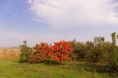 Hurma bahçesinde kırmızı yapraklı ağaç. Azerbaycan