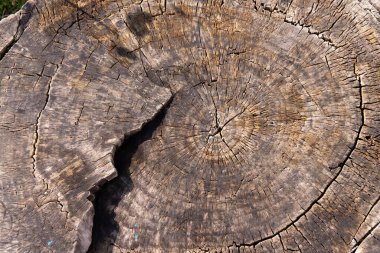 Uzun ömürlü bir ağacın kesiminde güzel bir doku..