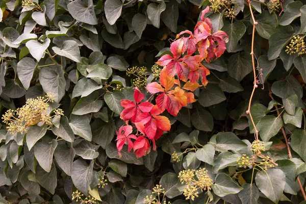 stock image Beautiful red ivy branch with green leaves.