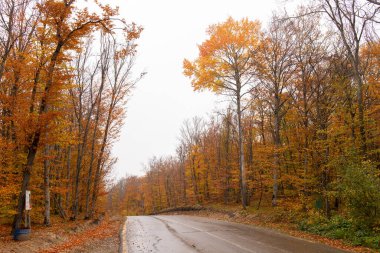 Sonbahar ormanında asfalt yol. Khyzy bölgesi. Azerbaycan.