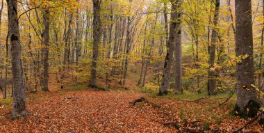 Güzel sarı-yeşil sonbahar ormanı. Khizi. Azerbaycan.