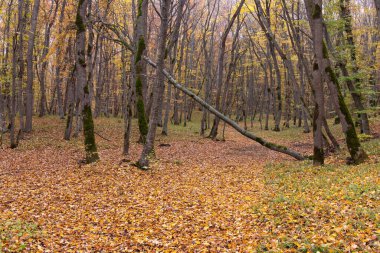 Güzel sarı-yeşil sonbahar ormanı. Khizi. Azerbaycan.