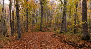 Güzel sarı-yeşil sonbahar ormanı. Khizi. Azerbaycan.