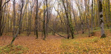 Güzel sarı-yeşil sonbahar ormanı. Khizi. Azerbaycan.