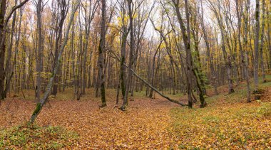 Güzel sarı-yeşil sonbahar ormanı. Khizi. Azerbaycan.
