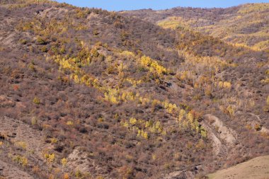Yüksek dağlarda sonbahar sarı ormanı. Ismayilli bölgesi. Azerbaycan.