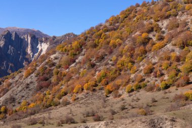 Yüksek dağlarda sonbahar sarı ormanı. Ismayilli bölgesi. Azerbaycan.