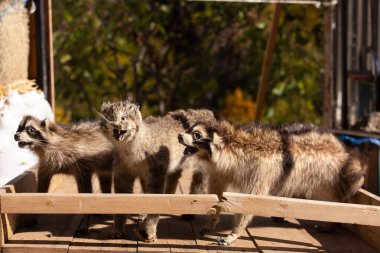 Stuffed three raccoons for sale in the village. Lahich. Azerbaijan. clipart