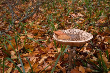 Sonbahar ormanında güzel beyaz bir yunus..