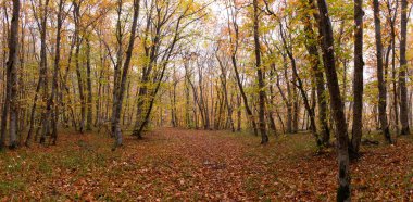 Güzel sarı-yeşil sonbahar ormanı. Khizi. Azerbaycan.