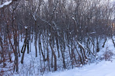 Khizyn dağları ve karla kaplı orman.