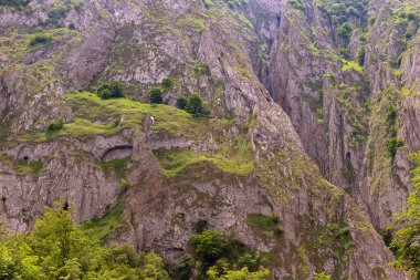 Dağlarda yüksek kayalıklardaki yeşil ağaçlar. Azerbaycan.