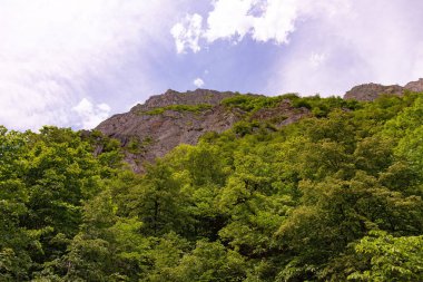 Dağlarda yüksek kayalıklardaki yeşil ağaçlar. Azerbaycan.