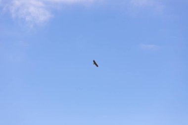 Güzel bir kartal mavi gökyüzünde uçar. Azerbaycan.